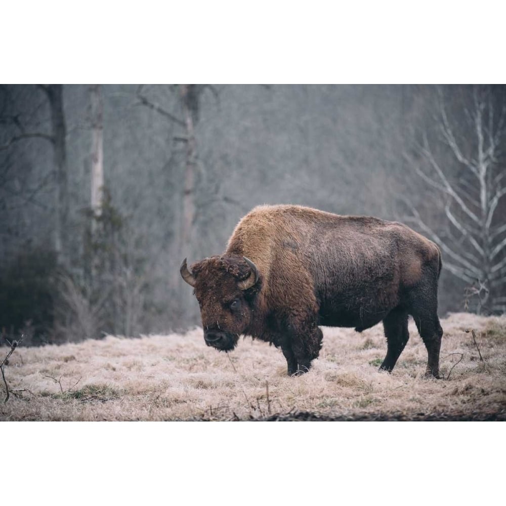 Solitary Bison II Poster Print - Adam Mead-VARPDX116342GG Image 1