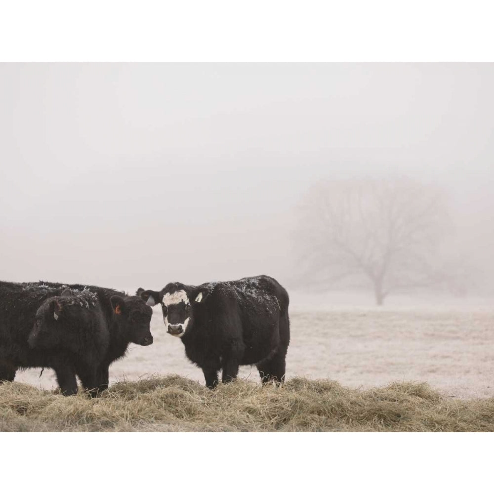 Farm Study I Poster Print - Adam Mead-VARPDX116346GG Image 1