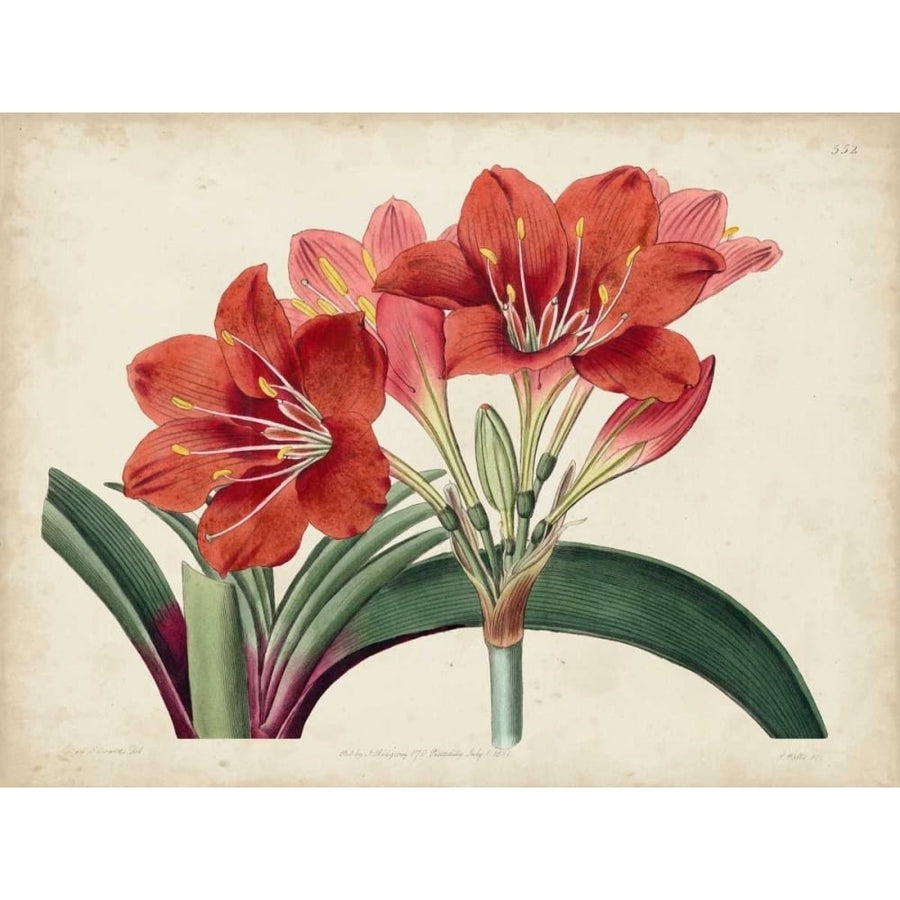 Amaryllis Splendor II Poster Print - Curtis-VARPDX116481Z Image 1