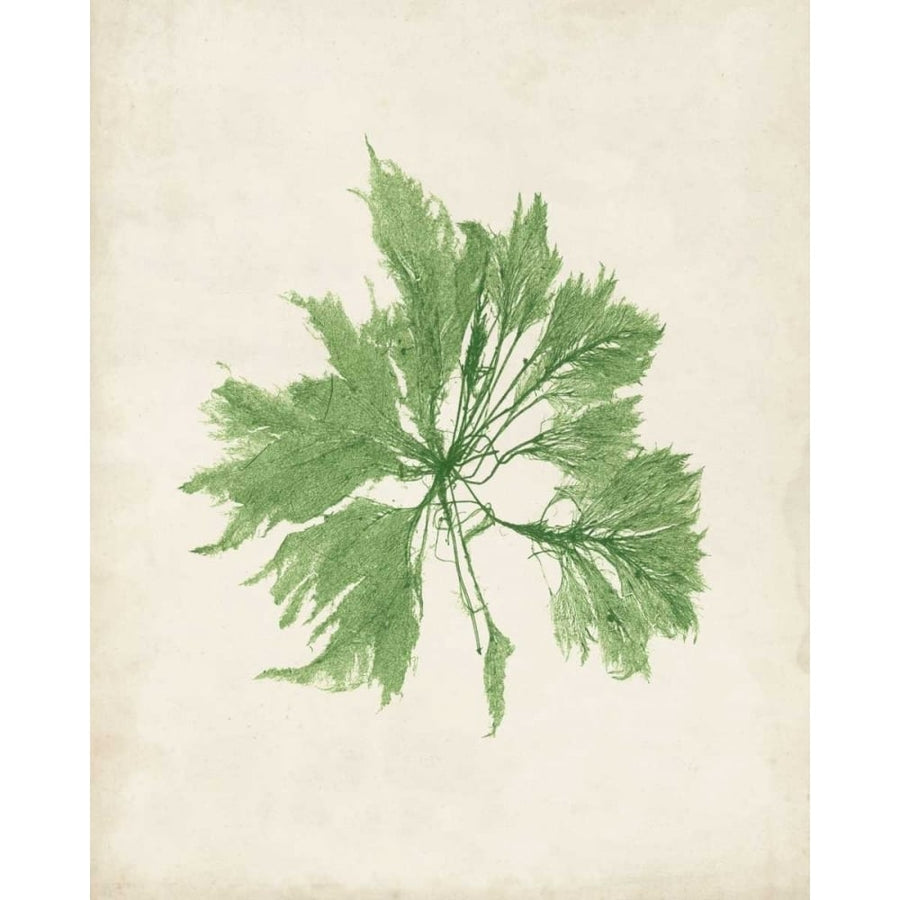 Peridot Seaweed I Poster Print - Studio Vision-VARPDX116482Z Image 1