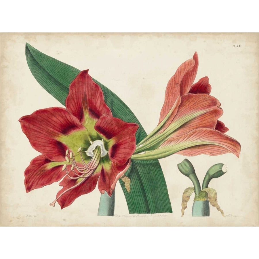 Amaryllis Splendor I Poster Print - Curtis-VARPDX116480Z Image 1