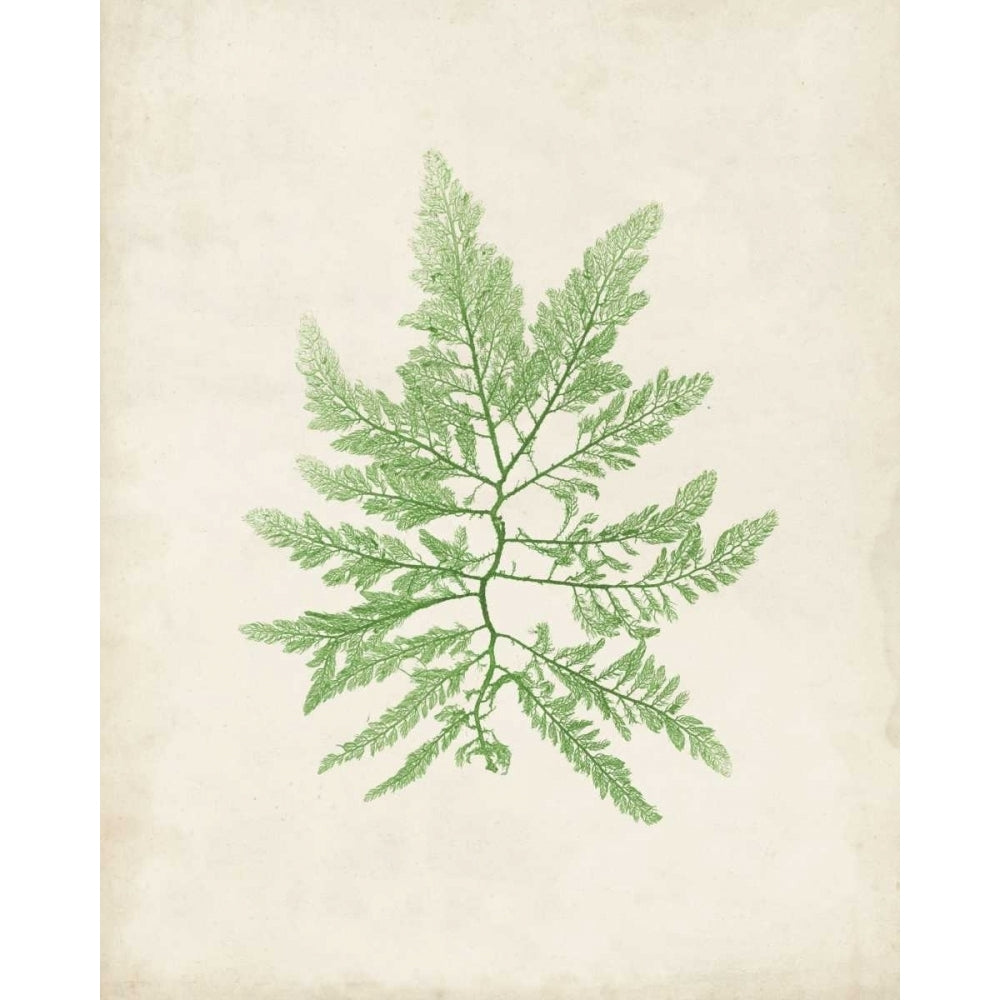 Peridot Seaweed II Poster Print - Studio Vision-VARPDX116483Z Image 1