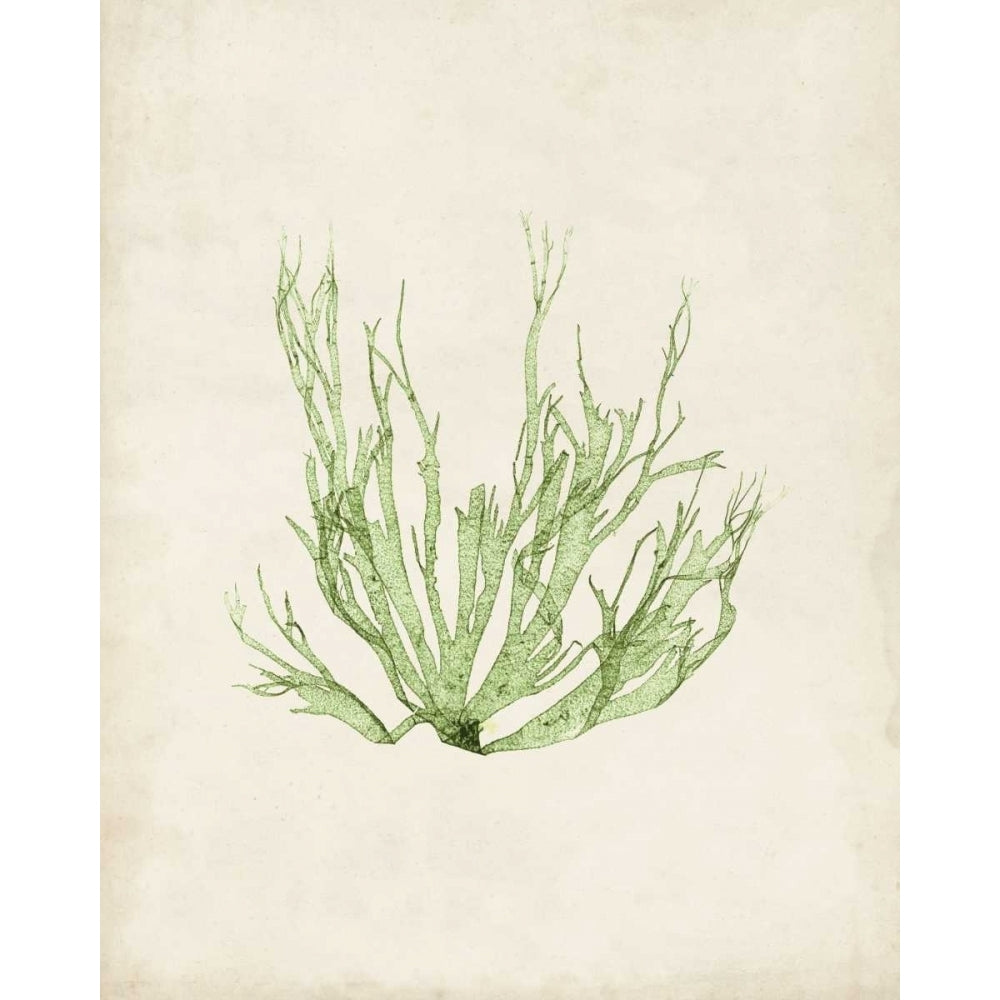 Peridot Seaweed IV Poster Print - Studio Vision-VARPDX116485Z Image 1