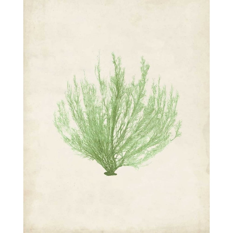 Peridot Seaweed VI Poster Print - Studio Vision-VARPDX116487Z Image 1