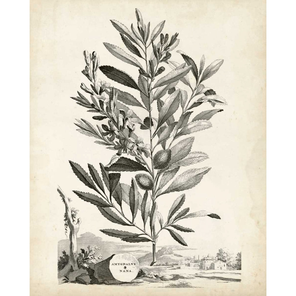 Scenic Botanical VI Poster Print - Abraham Munting-VARPDX116493Z Image 1