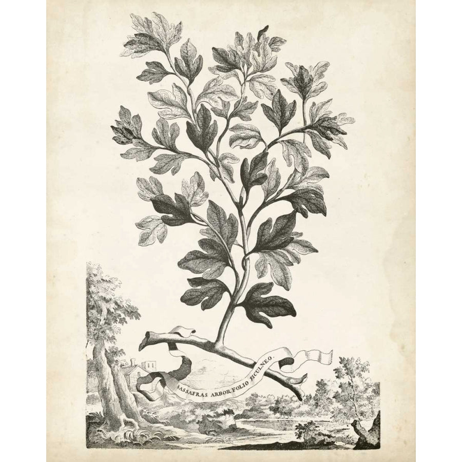 Scenic Botanical V Poster Print - Abraham Munting-VARPDX116492Z Image 1