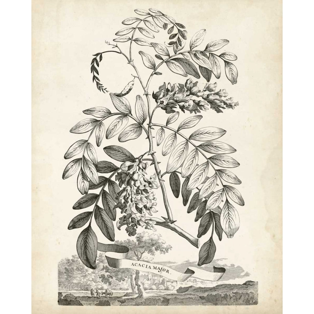 Scenic Botanical I Poster Print - Abraham Munting-VARPDX116488Z Image 1