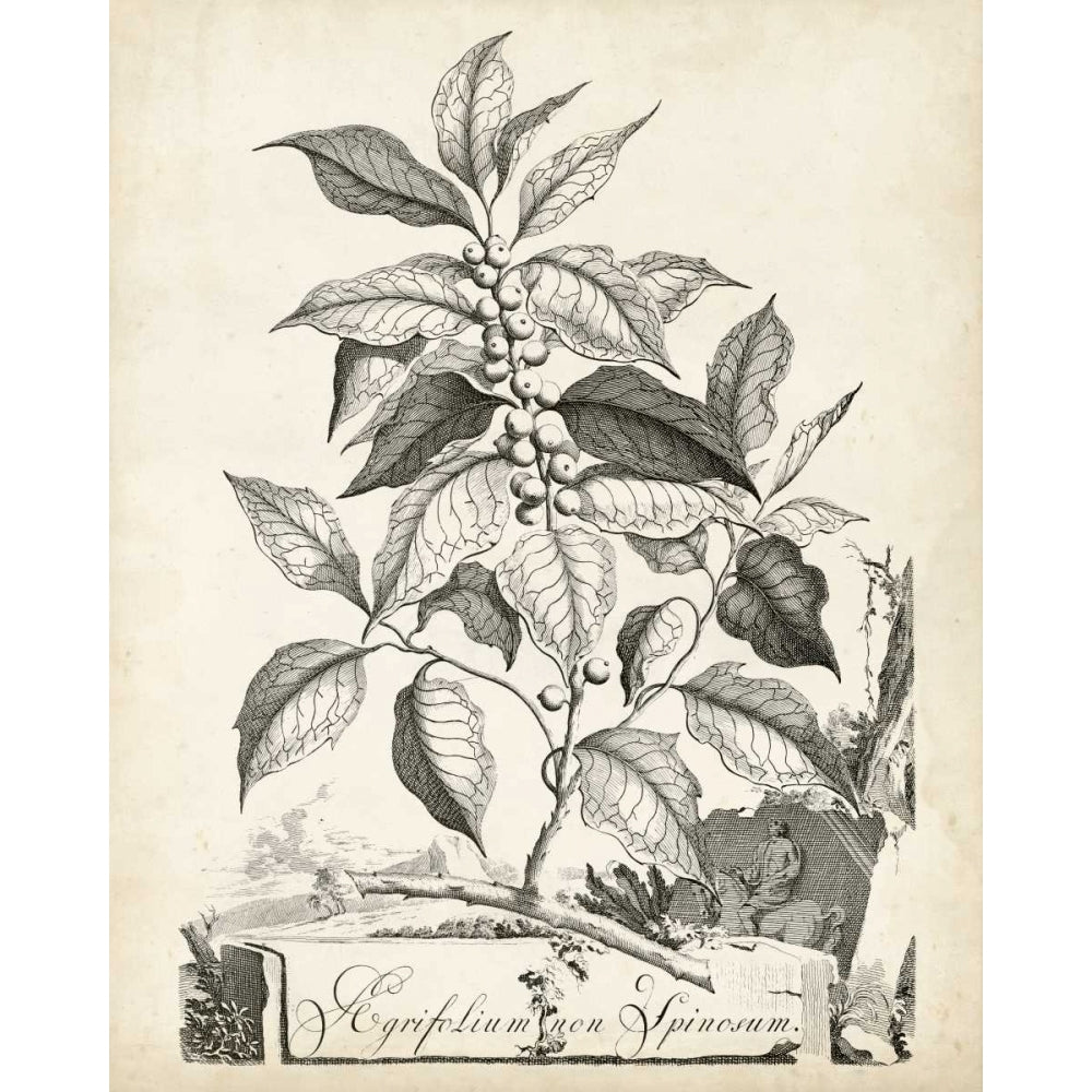 Scenic Botanical III Poster Print - Abraham Munting-VARPDX116490Z Image 1