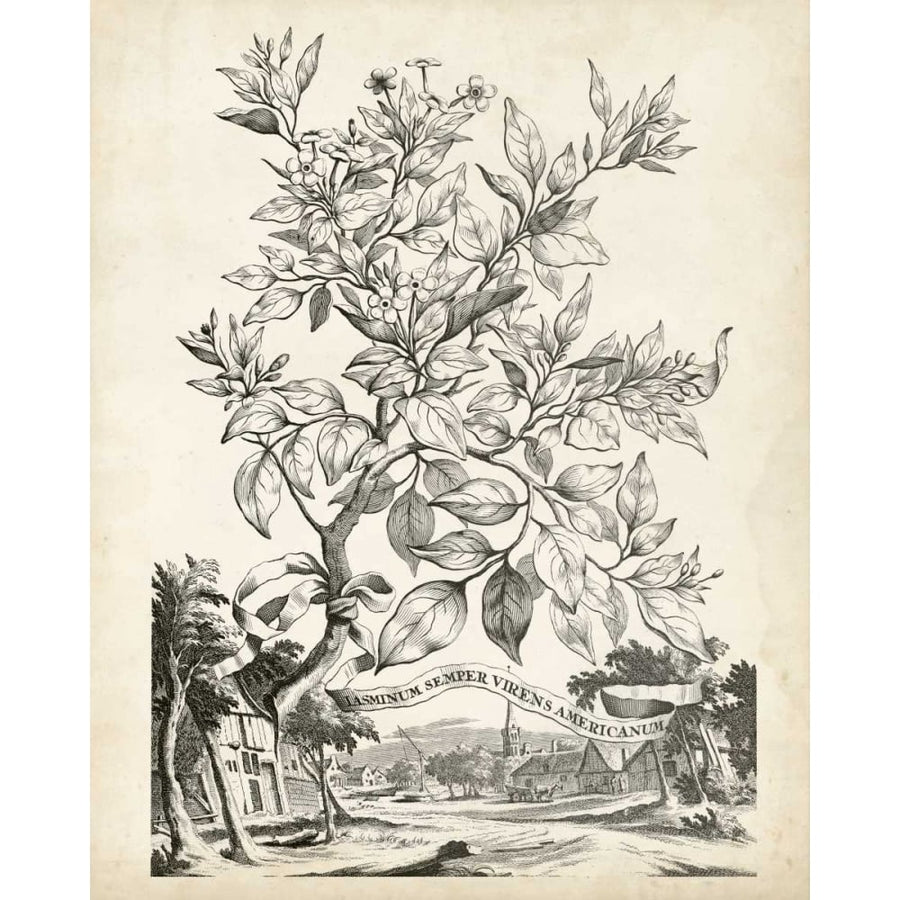 Scenic Botanical II Poster Print - Abraham Munting-VARPDX116489Z Image 1