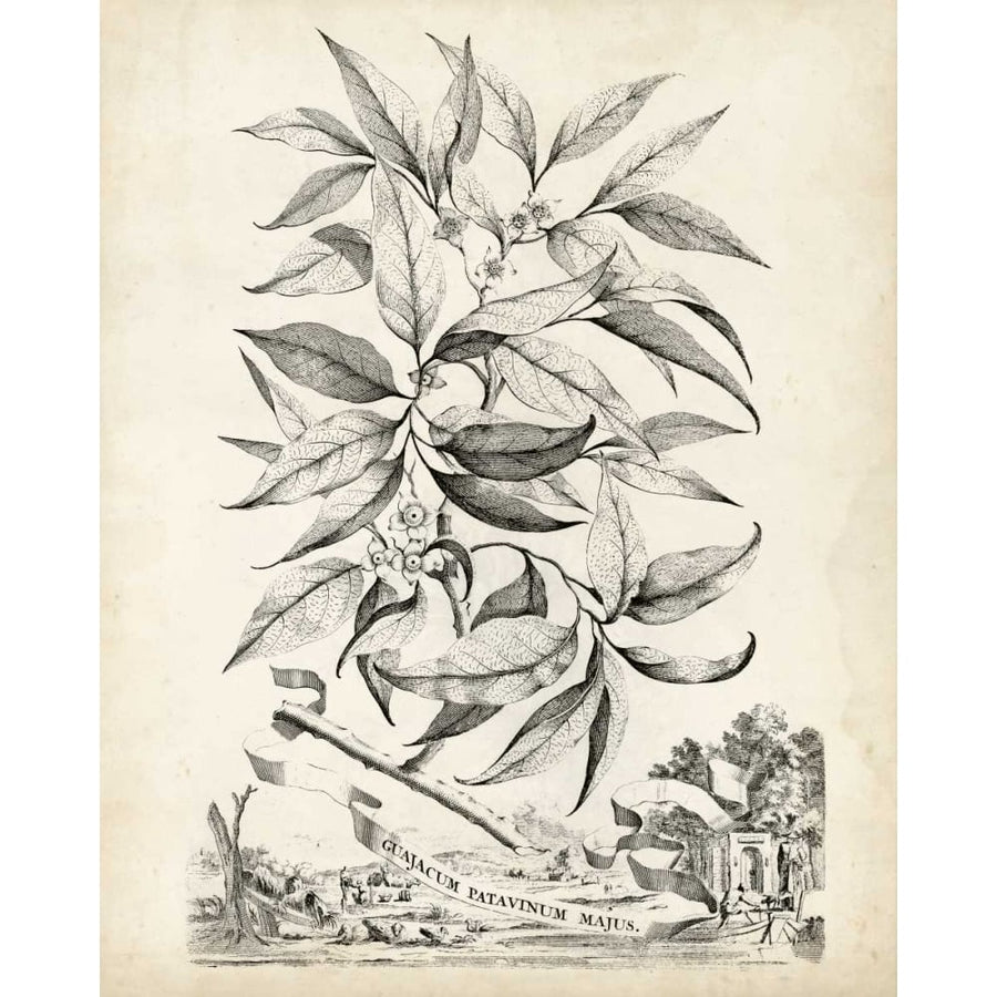 Scenic Botanical IV Poster Print - Abraham Munting-VARPDX116491Z Image 1