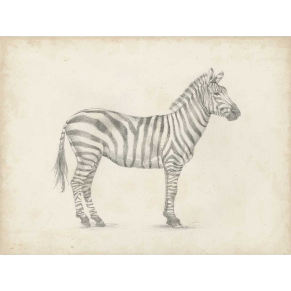 Zebra Sketch Poster Print - Ethan Harper-VARPDX116576Z Image 1