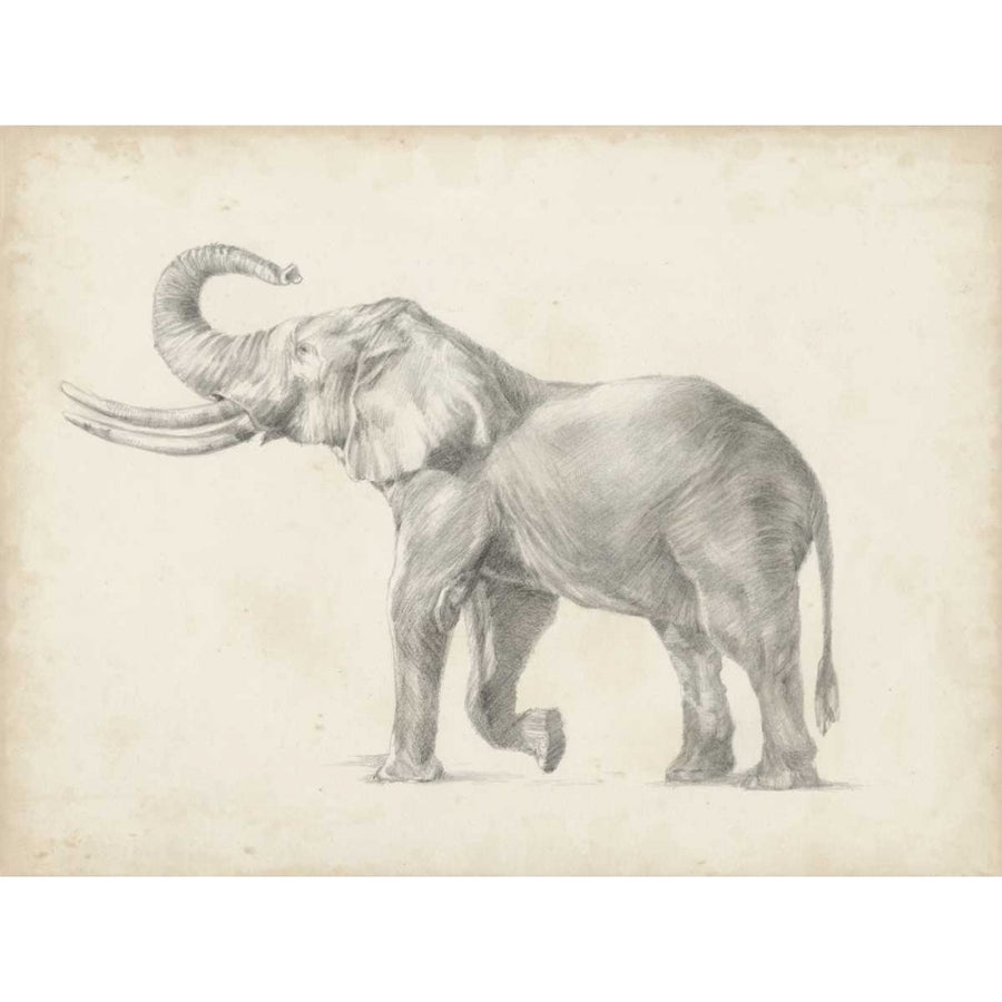 Elephant Sketch I Poster Print - Ethan Harper-VARPDX116577Z Image 1