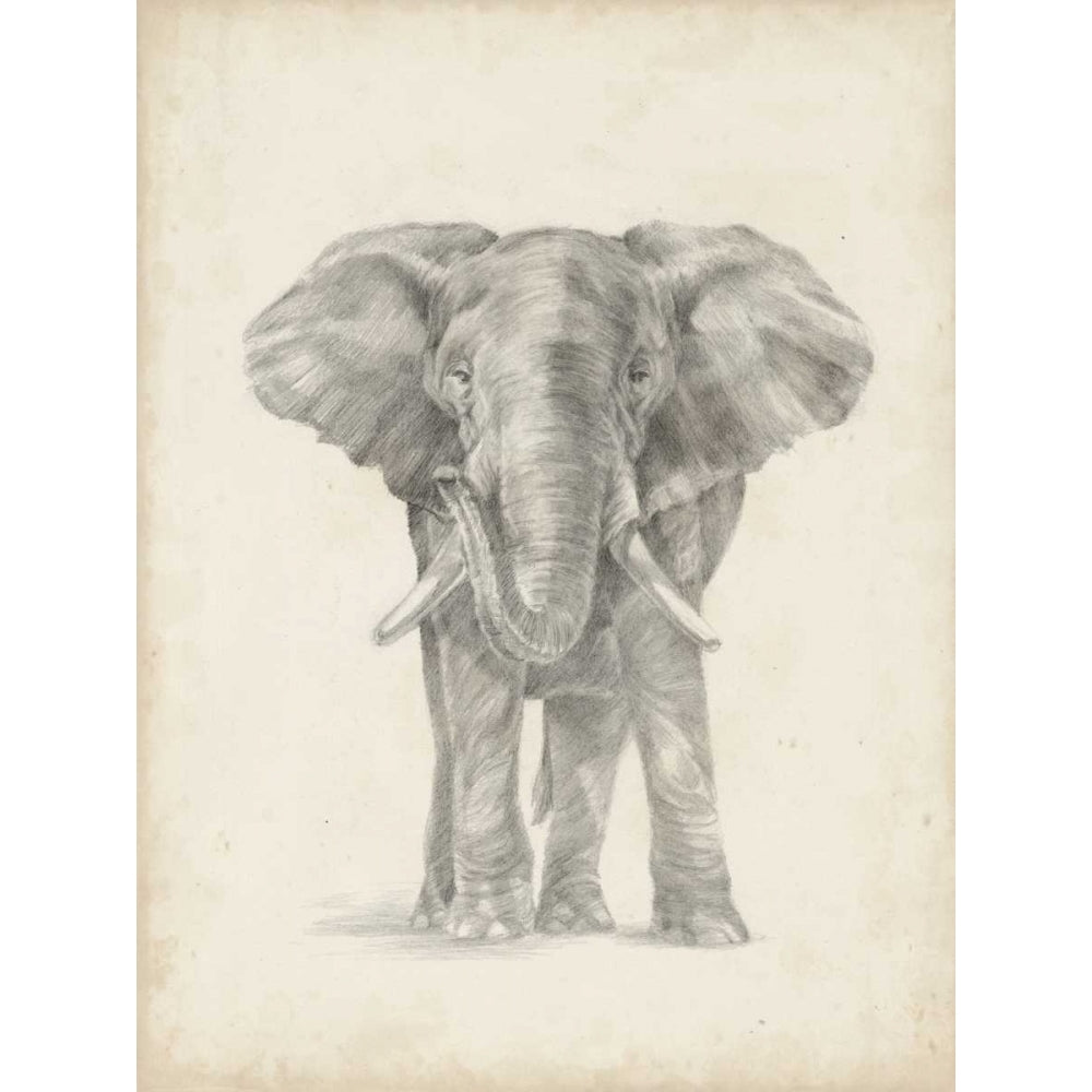 Elephant Sketch II Poster Print - Ethan Harper-VARPDX116578Z Image 1