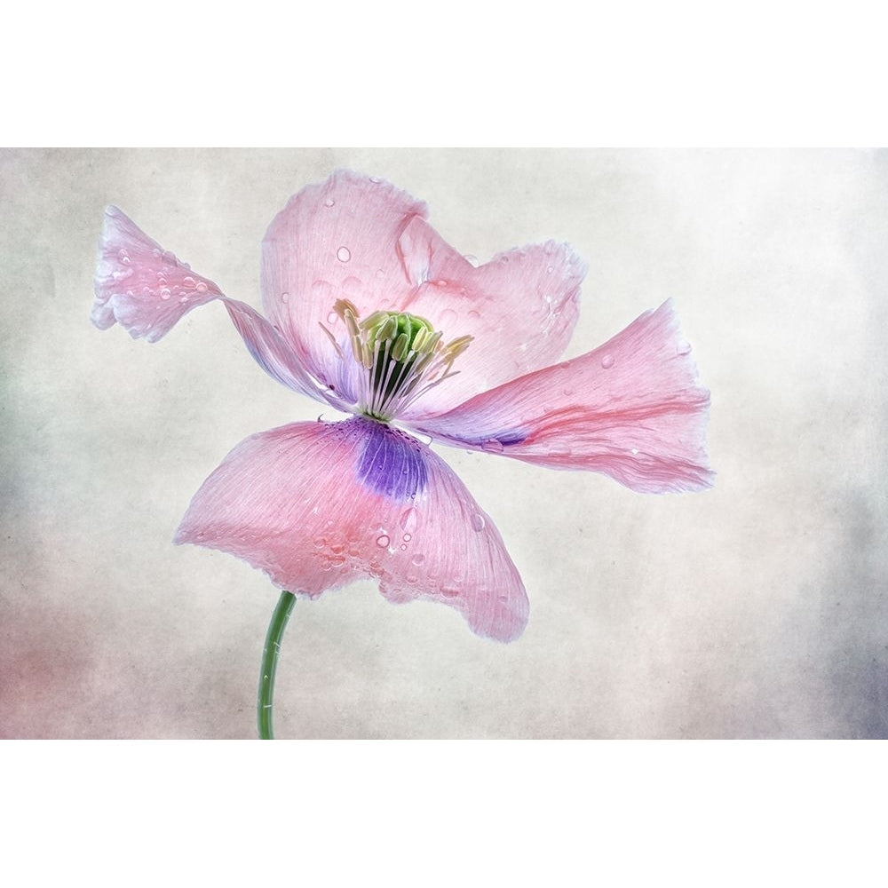 Pastel Poppy Poster Print - Mandy Disher-VARPDX1167214 Image 1