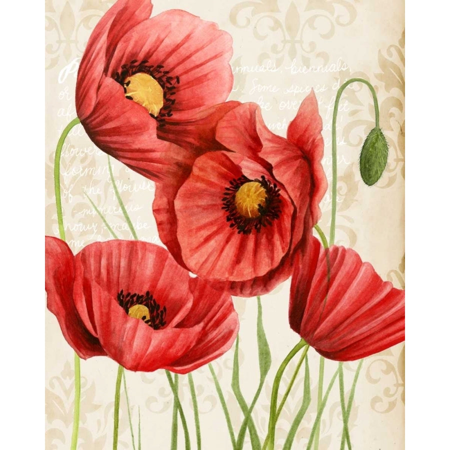 Poised Poppy II Poster Print - Grace Popp-VARPDX116881GG Image 1