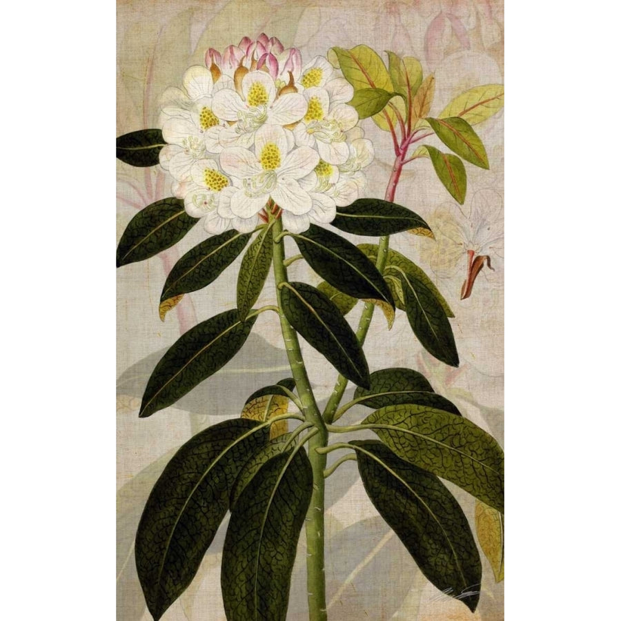 Rhododendron I Poster Print - John Butler-VARPDX11696VM Image 1