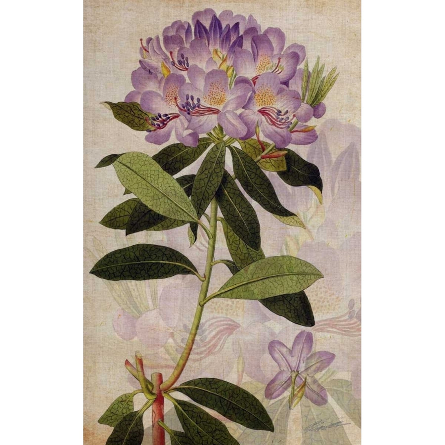 Rhododendron II Poster Print - John Butler-VARPDX11697VM Image 1