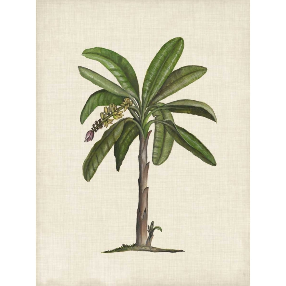 British Palms II Poster Print - Naomi McCavitt-VARPDX117067Z Image 1