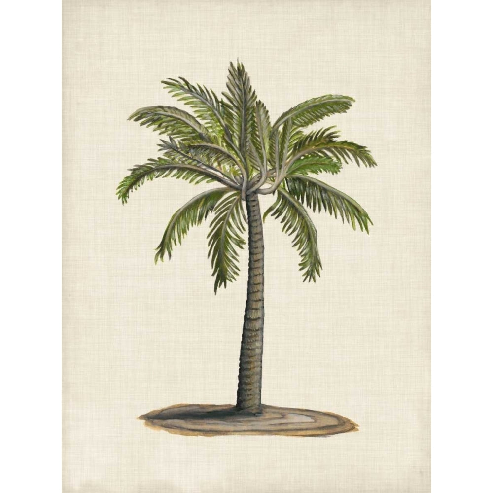 British Palms I Poster Print - Naomi McCavitt-VARPDX117066Z Image 1