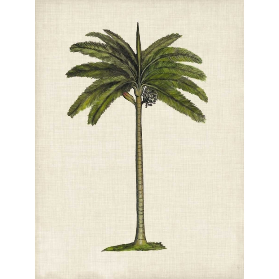 British Palms IV Poster Print - Naomi McCavitt-VARPDX117069Z Image 1