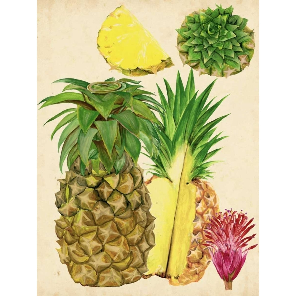 Tropical Pineapple Study I Poster Print - Melissa Wang-VARPDX117355GG Image 1