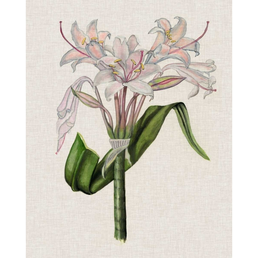 Crinium Lily II Poster Print - Naomi McCavitt-VARPDX117469Z Image 1