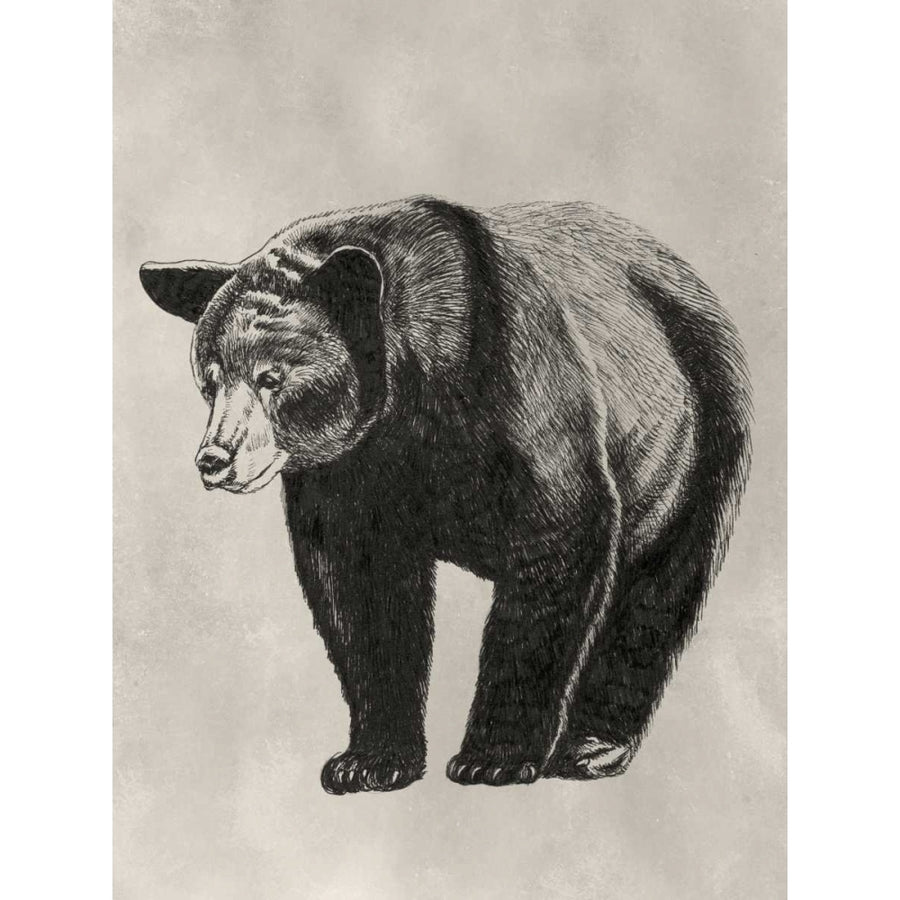 Pen and Ink Bear II Poster Print - Naomi McCavitt-VARPDX117467Z Image 1