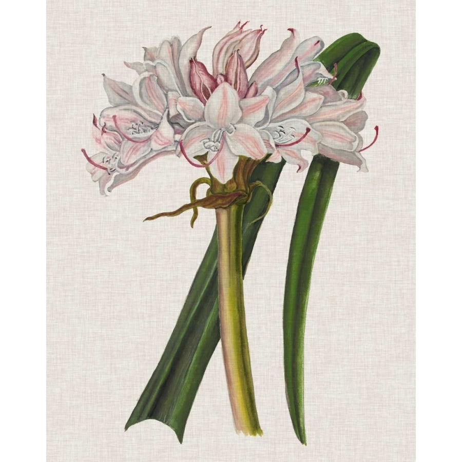 Crinium Lily I Poster Print - Naomi McCavitt-VARPDX117468Z Image 1