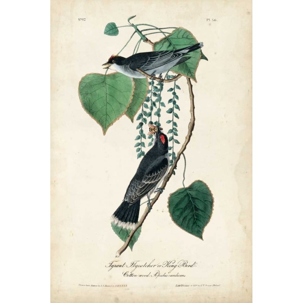 Flycatcher and King Bird Poster Print - John James Audubon-VARPDX117735Z Image 1