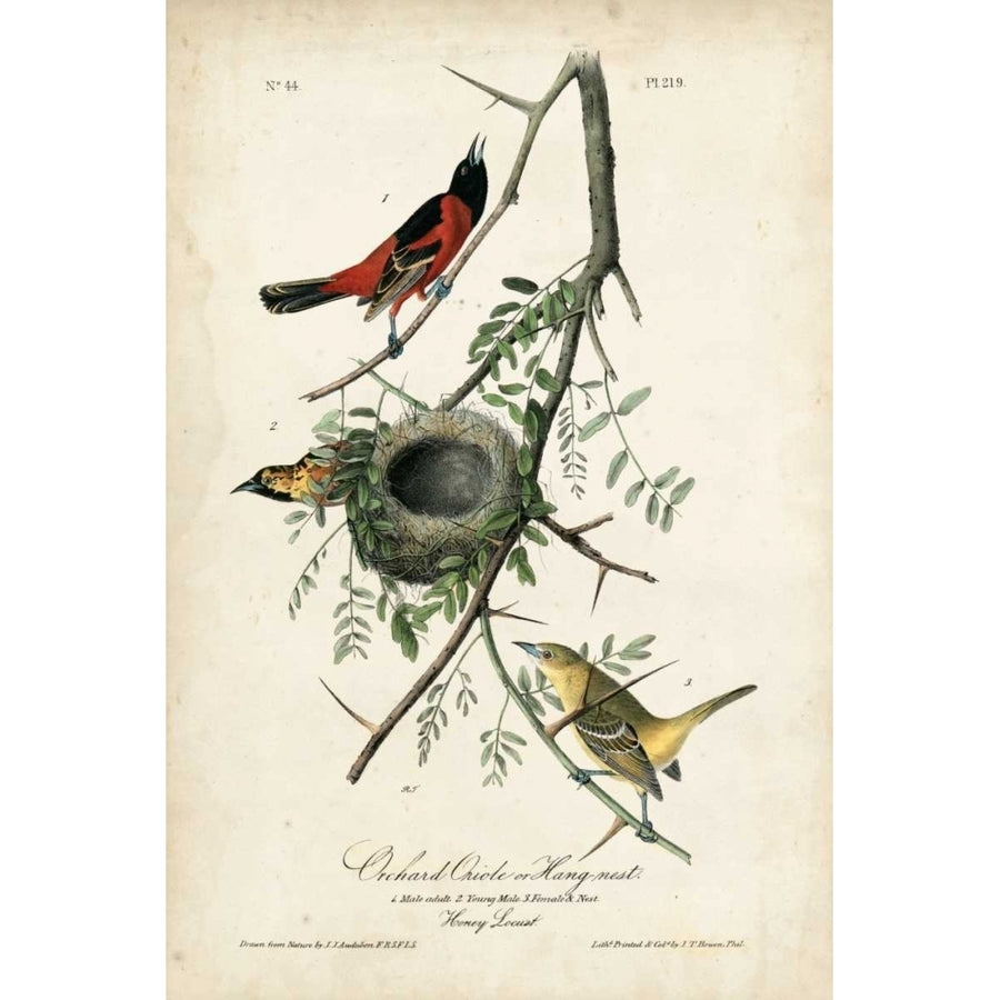 Orchard Orioles Poster Print - John James Audubon-VARPDX117734Z Image 1