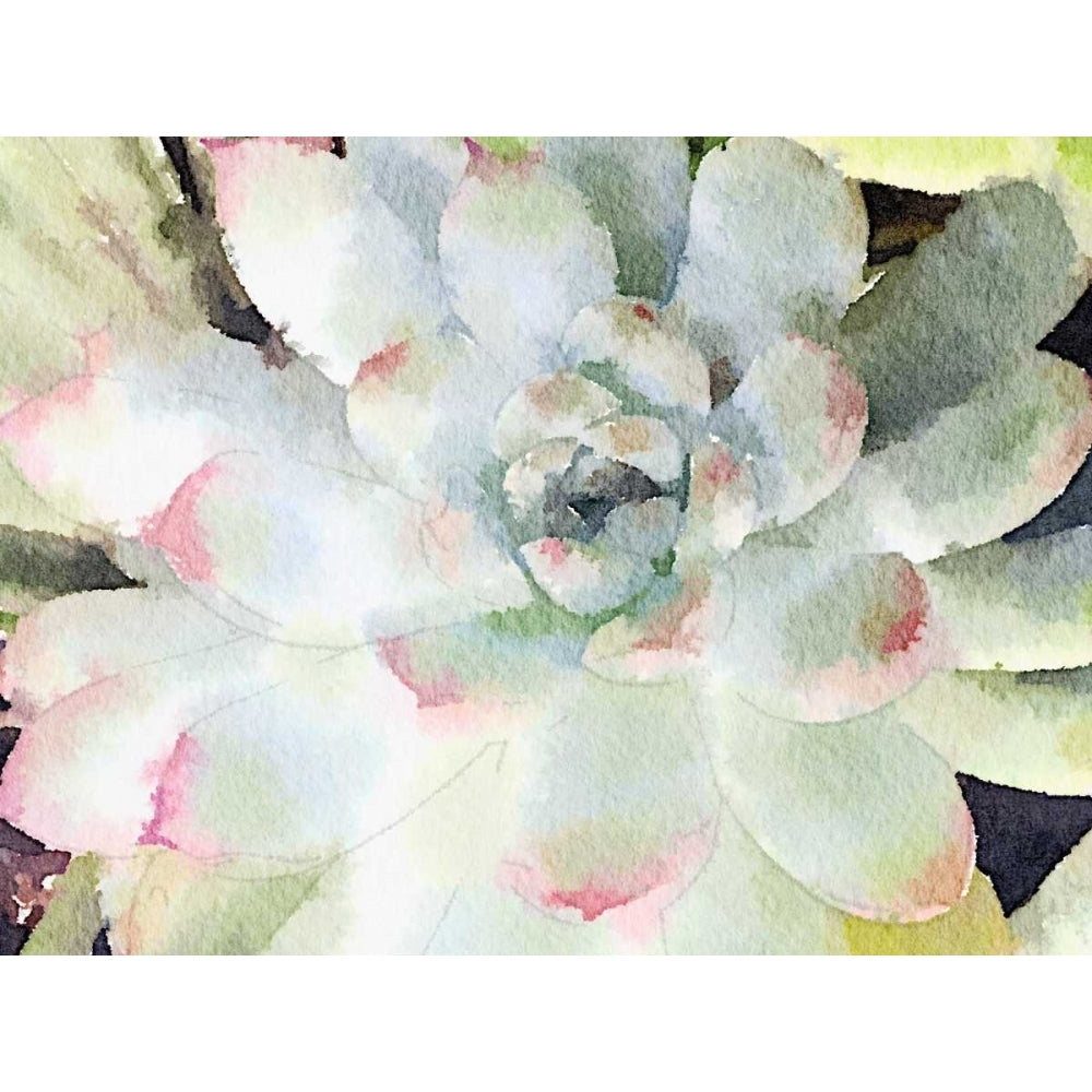 Watercolor Succulent Poster Print by Nola James-VARPDX11787W Image 1