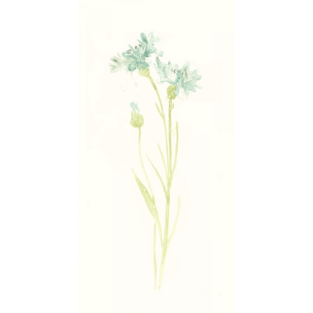 Cornflower Study I Poster Print - June Erica Vess-VARPDX118050D Image 1