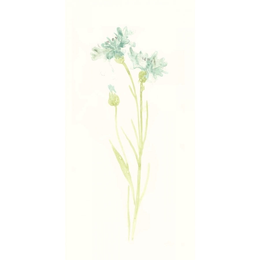 Cornflower Study I Poster Print - June Erica Vess-VARPDX118050D Image 1