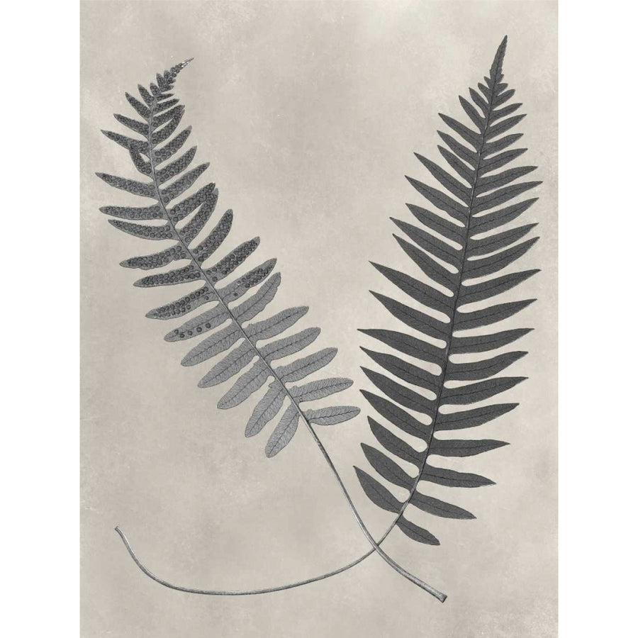 Vintage Fern Study III Poster Print - Studio Vision-VARPDX118187Z Image 1