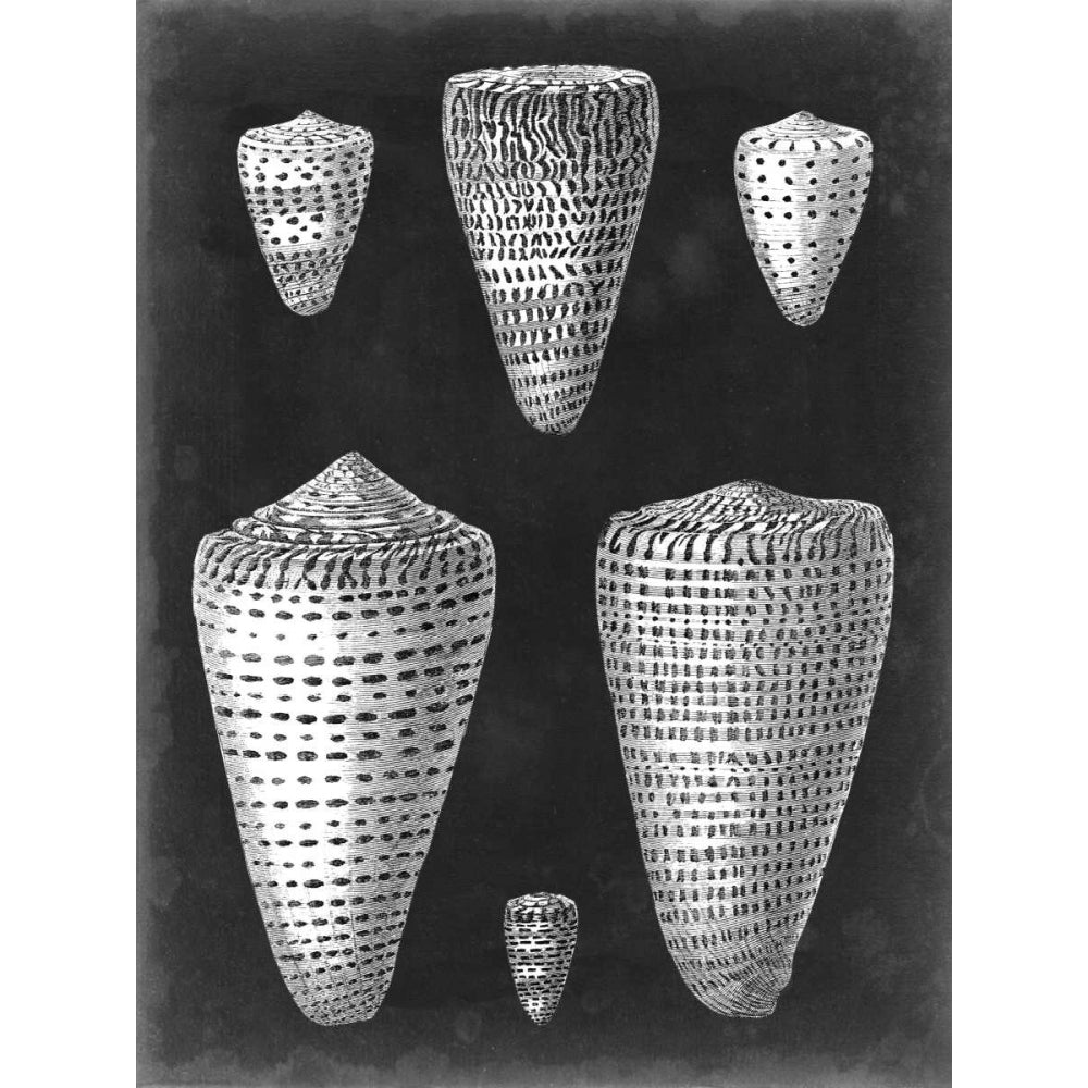 Alabaster Shells I Poster Print - Studio Vision-VARPDX118213Z Image 1