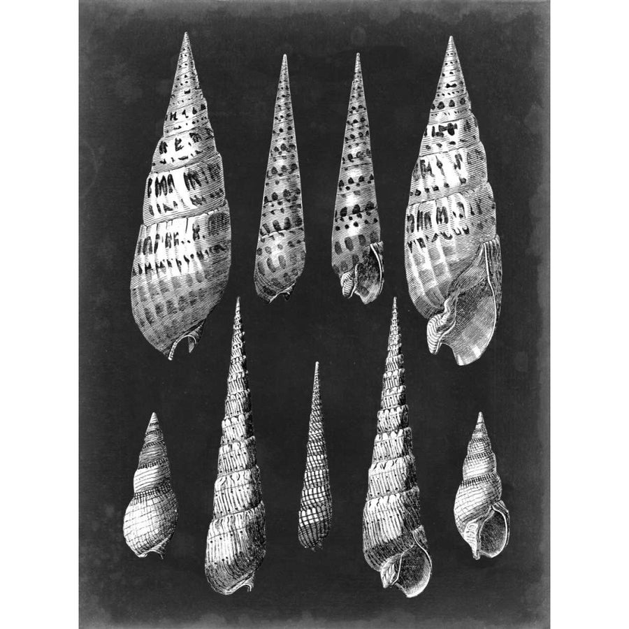 Alabaster Shells II Poster Print - Studio Vision-VARPDX118214Z Image 1