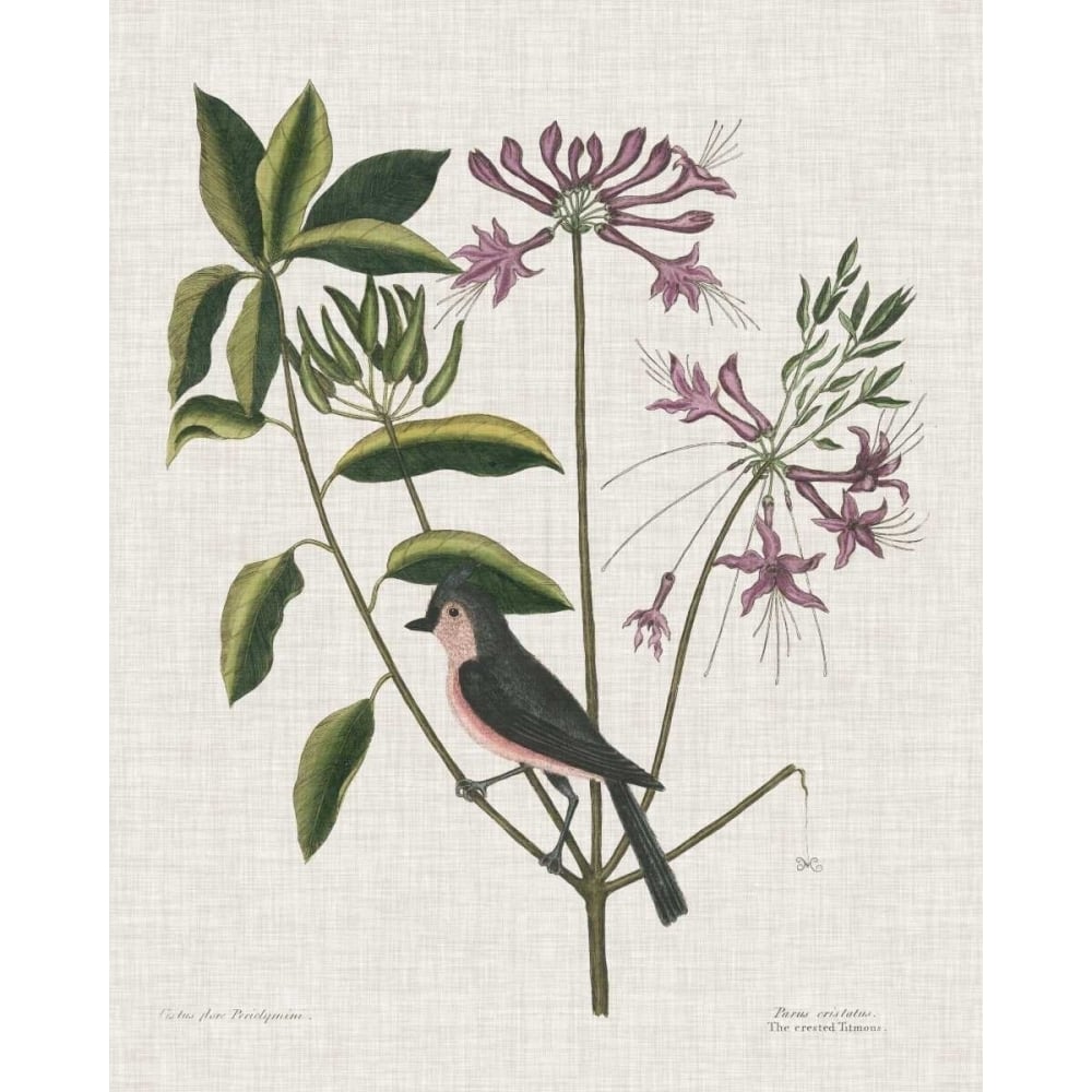 Studies in Nature I Poster Print - Mark Catesby-VARPDX118219Z Image 1