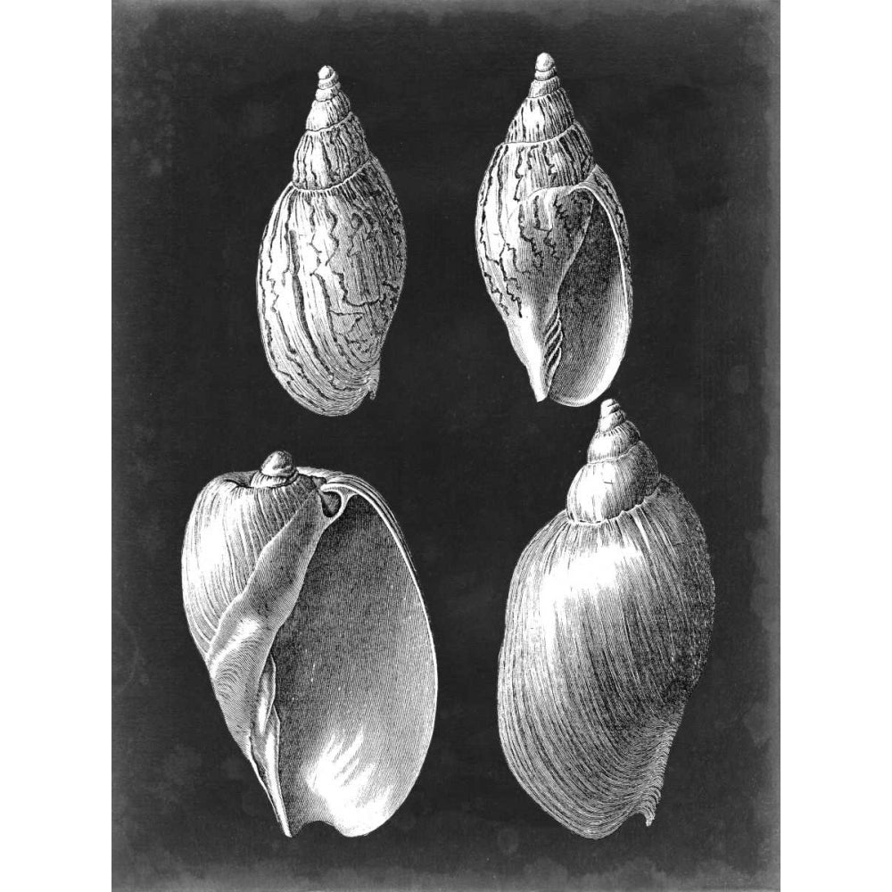 Alabaster Shells III Poster Print - Studio Vision-VARPDX118215Z Image 1