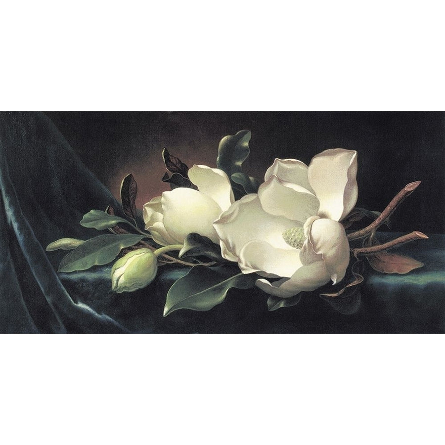 Magnolia Blossom On Blue Velvet Poster Print by Martin Johnson Heade-VARPDX118311 Image 1