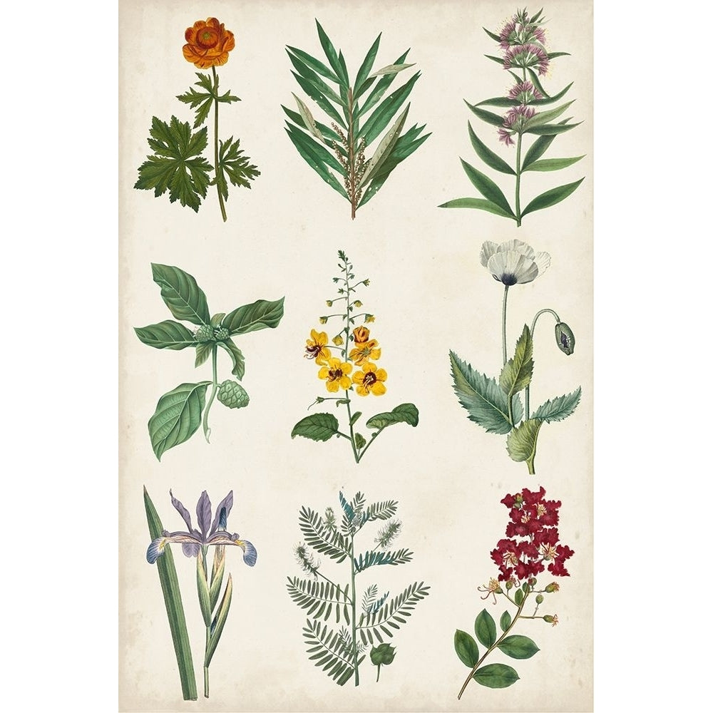 Botanical Chart II Poster Print - Studio Vision-VARPDX118230Z Image 1