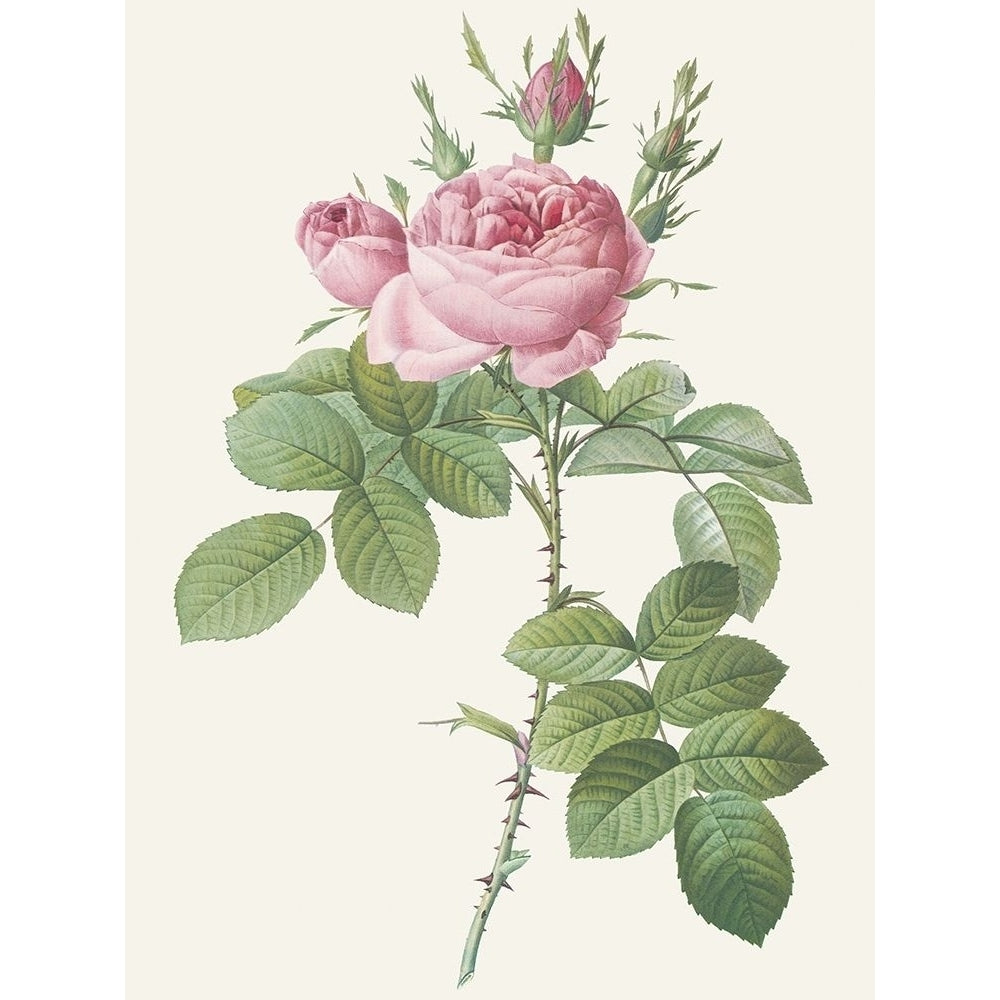 Rosa Bifera Officinalis Poster Print by Pierre Joseph Redoute-VARPDX118304 Image 1