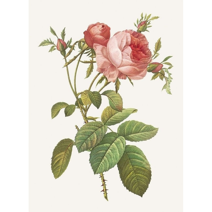 Rosa Centrifolia Foliacea Poster Print by Pierre Joseph Redoute-VARPDX118303 Image 1