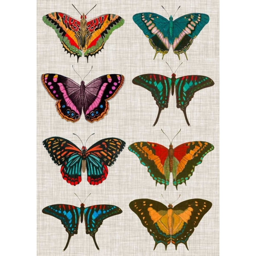 Polychrome Butterflies II Poster Print - Studio Vision-VARPDX118492Z Image 1