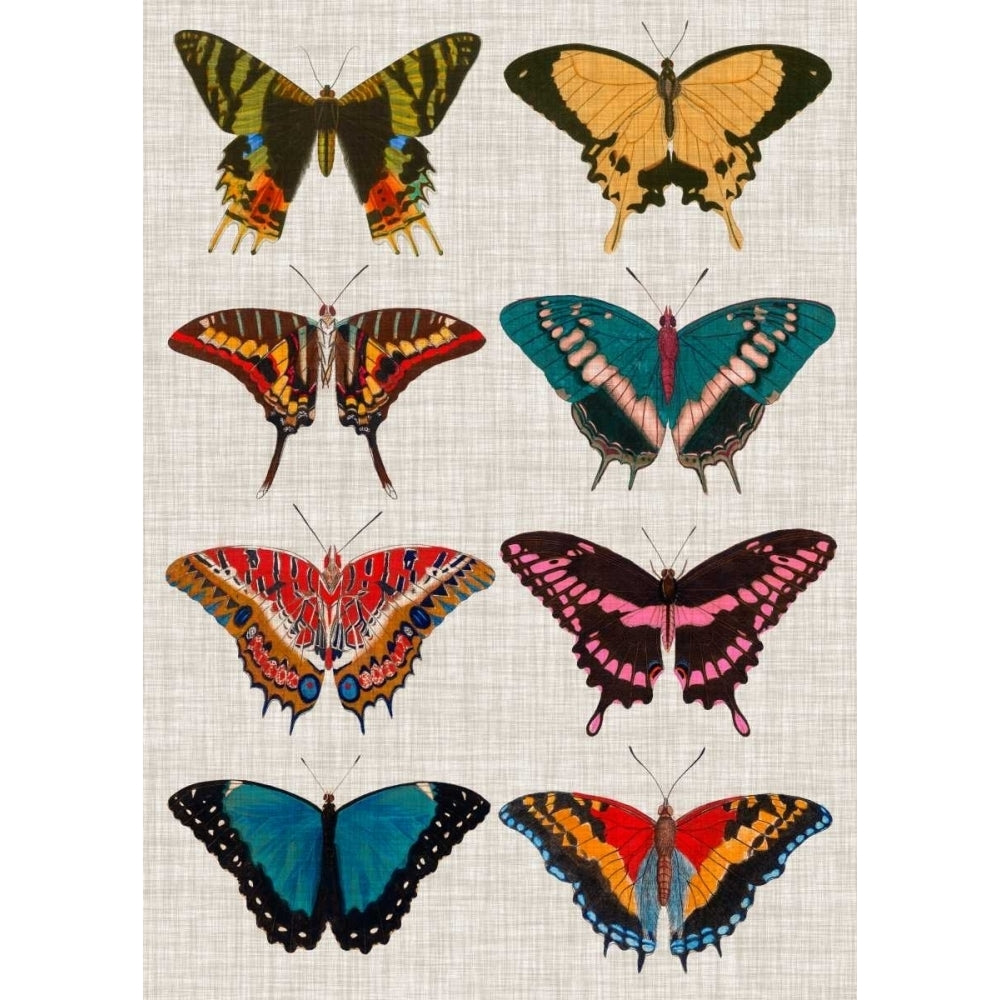 Polychrome Butterflies I Poster Print - Studio Vision-VARPDX118491Z Image 1