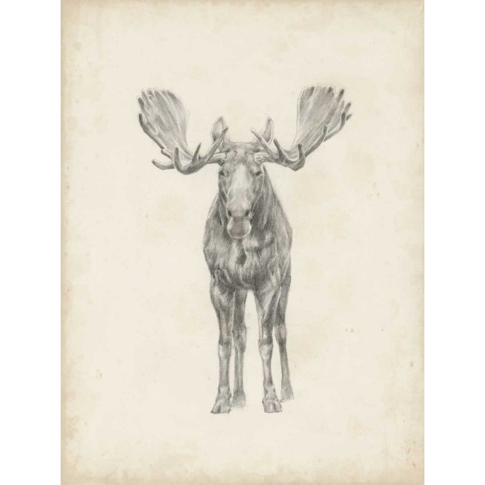 Moose Study Poster Print - Ethan Harper-VARPDX118909Z Image 1