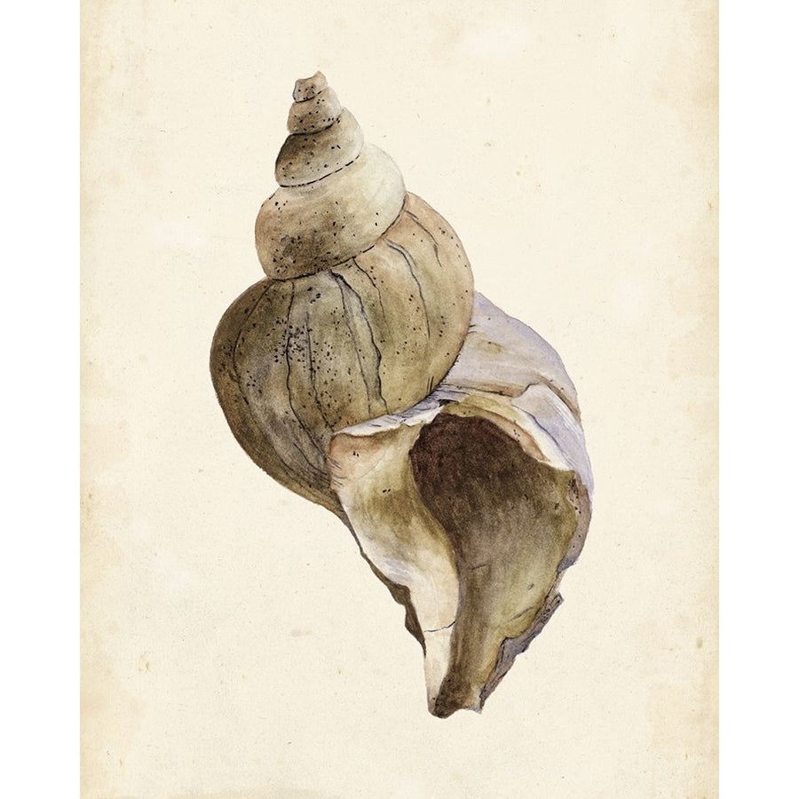 Watercolor Seashell II Poster Print - Melissa Wang-VARPDX118918Z Image 1