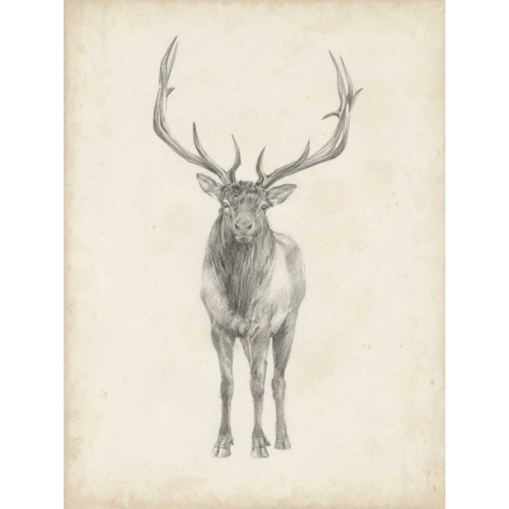 Elk Study Poster Print - Ethan Harper-VARPDX118910Z Image 1