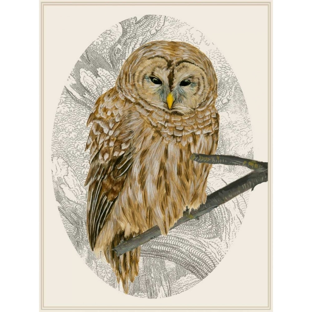 Barred Owl I Poster Print - Melissa Wang-VARPDX118913Z Image 1