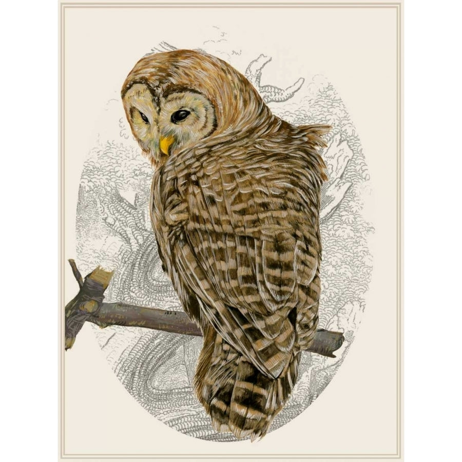 Barred Owl II Poster Print - Melissa Wang-VARPDX118914Z Image 1