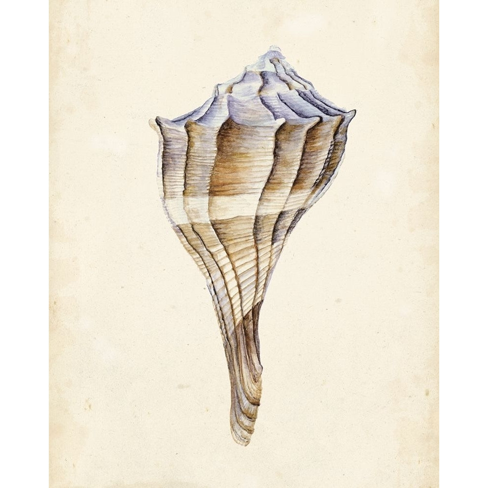 Watercolor Seashell I Poster Print - Melissa Wang-VARPDX118917Z Image 1